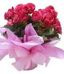 Vaso Begonia